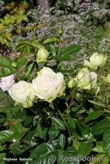 Madame Anisette ® Madame Anisette ®