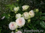 Madame Anisette ® Madame Anisette ®