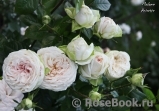 Madame Anisette ® Madame Anisette ®