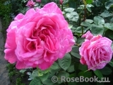 Decor Rose Decor Rose