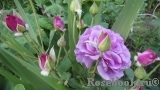 Violette Parfumee Violette Parfumee
