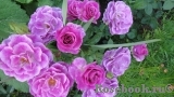 Violette Parfumee Violette Parfumee