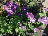 Rhapsody in Blue Rhapsody in Blue
