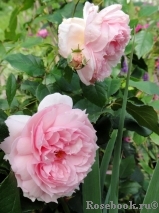 The Wedgwood Rose The Wedgwood Rose
