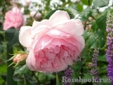 The Wedgwood Rose The Wedgwood Rose