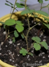 Rosa eglanteria Rosa eglanteria