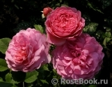 Princess Alexandra of Kent Princess Alexandra of Kent