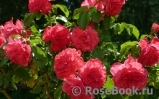 Rosarium Uetersen