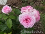 Gertrude Jekyll Gertrude Jekyll