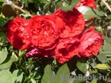 Florentina - Florentina -
