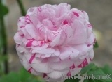 Variegata di Bologna Variegata di Bologna