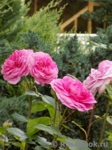 Gertrude Jekyll Gertrude Jekyll