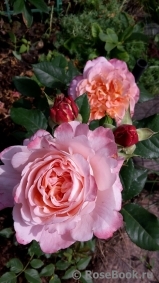 Augusta Luise Augusta Luise