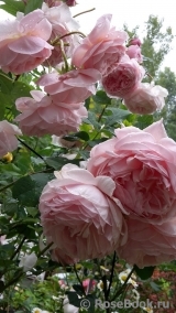 A Shropshire Lad A Shropshire Lad