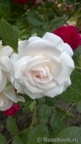 Aspirin Rose Aspirin Rose