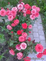 Baby Baccara ® Baby Baccara ®