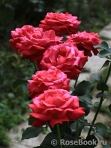 Dame de Coeur Dame de Coeur