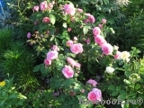 Gertrude Jekyll Gertrude Jekyll