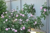 Centifolia Centifolia