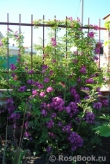 Perennial Blue Perennial Blue
