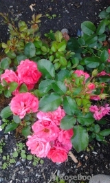 Coral Drift ® Coral Drift ®