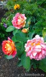 Rose des Cisterciens Rose des Cisterciens