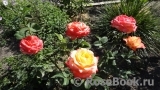 Frohsinn 82 Frohsinn 82