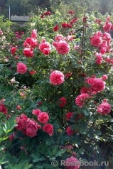 Rosarium Uetersen Rosarium Uetersen