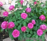 Heidi Klum Rose Heidi Klum Rose
