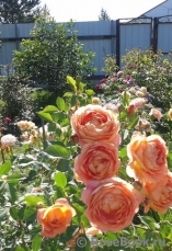 Lady of Shalott Lady of Shalott