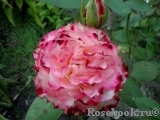 Spanish Dancer Spanish Dancer