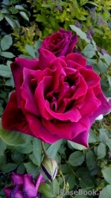 Red Parfum ® Red Parfum ®