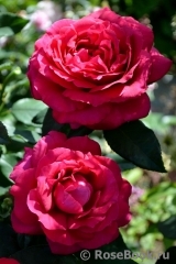 Rosier Rose Lalande de Pomerol ® Rosier Rose Lalande de Pomerol ®