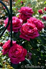 Rosier Rose Lalande de Pomerol ® Rosier Rose Lalande de Pomerol ®