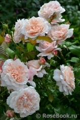 Rose de Tolbiac ® Rose de Tolbiac ®