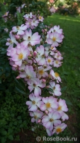 Robe Fleurie Robe Fleurie