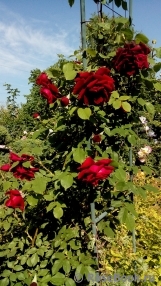 Red Parfum ® Red Parfum ®