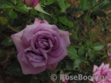 Lavender Jewel Lavender Jewel