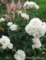 White Meillandina White Meillandina