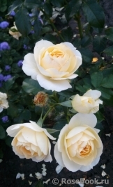 Marie Antoinette Marie Antoinette