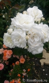 Alabaster Alabaster