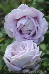La Rose du Petit Prince La Rose du Petit Prince