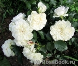 White Meidiland White Meidiland