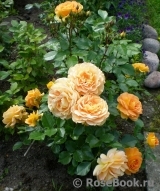 Goldelse Goldelse