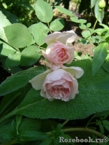 Morden Blush Morden Blush