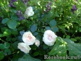 Aspirin Rose Aspirin Rose