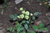 Green Diamond Green Diamond