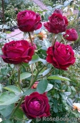 Falstaff® Falstaff®