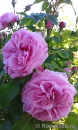 Gertrude Jekyll Gertrude Jekyll