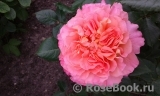 Augusta Luise Augusta Luise